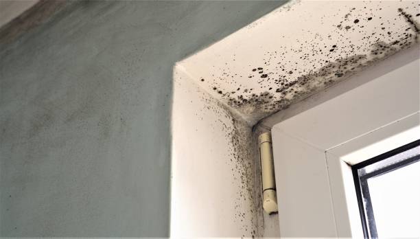 Reliable Pomona, NJ Mold Removal Solutions