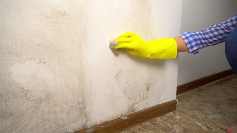 Best Mold Odor Removal Services  in Pomona, NJ
