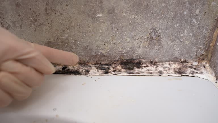 Best Forensic Mold Investigation  in Pomona, NJ