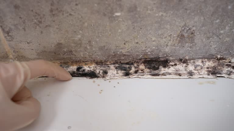 Best Industrial Mold Remediation  in Pomona, NJ